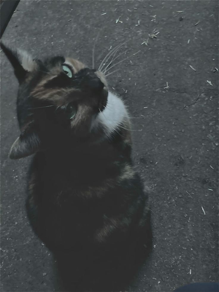Atlas