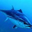 tunafish501