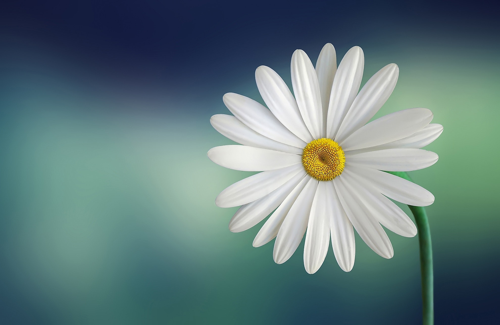 cover_photo