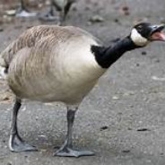 Goose